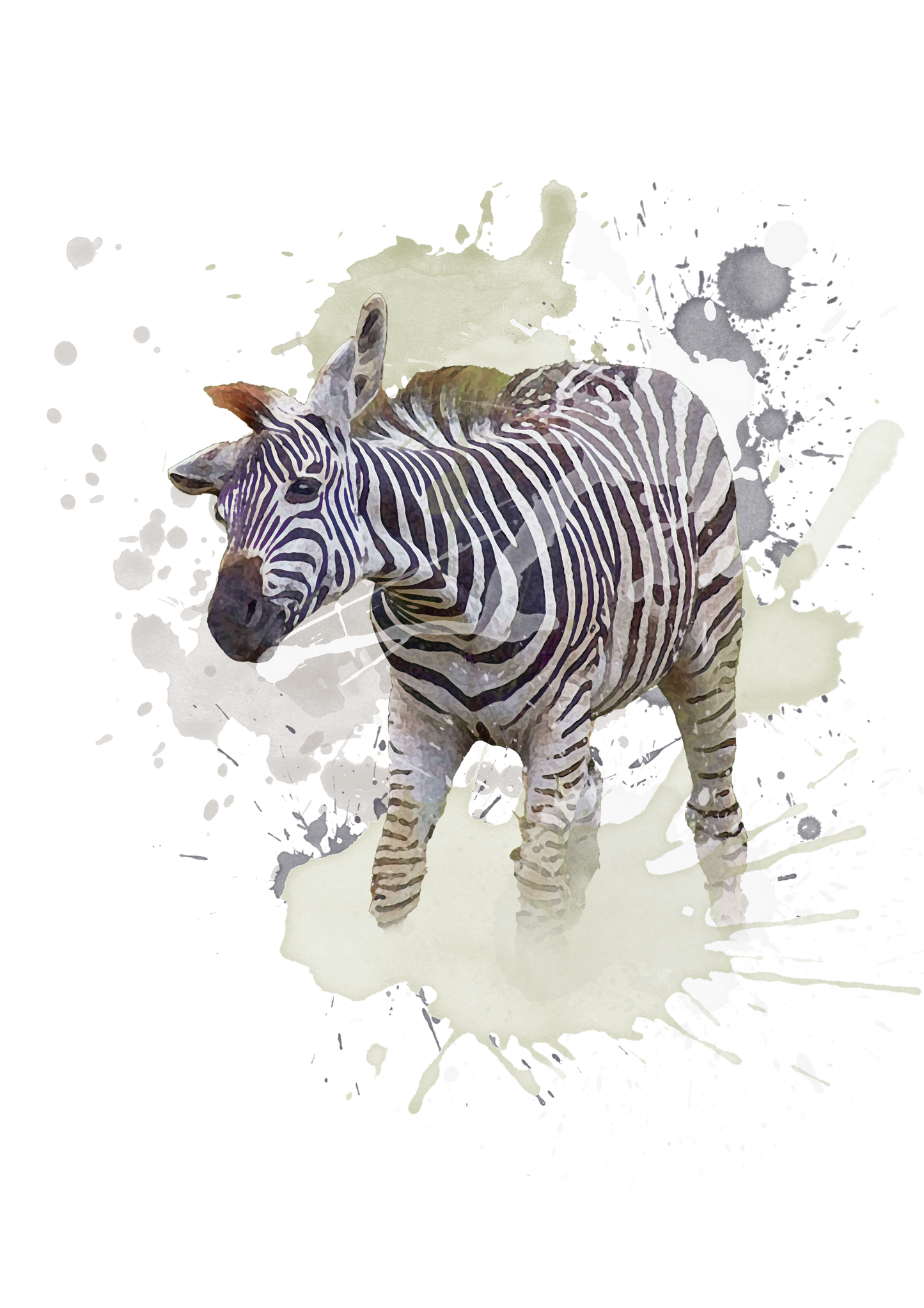 Burchell's Zebra Foal - Digital Watercolour Print