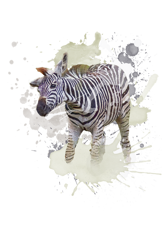 Burchell's Zebra Foal - Digital Watercolour Print